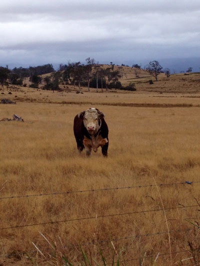 Bull