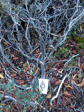 Coffee tree
