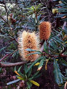 Old man Banksia