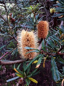 Old man Banksia