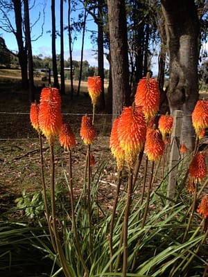 What I call fire stick flowers