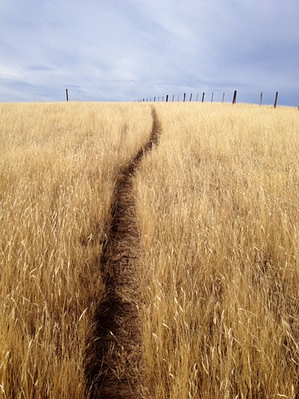 path into golden field