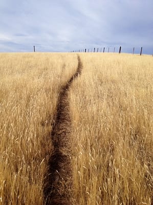 path into golden field
