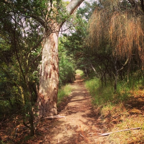 Start of Shag bay walk