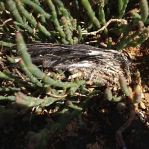 Small birds wing