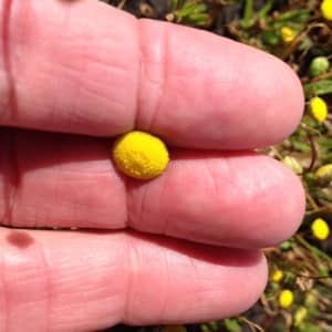Small yellow flower