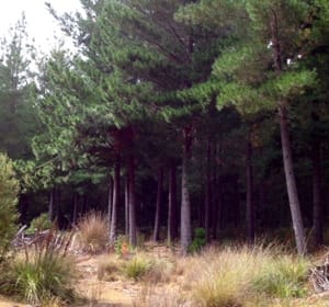 Pine forest
