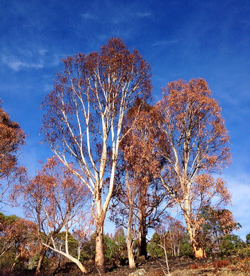 Rust coloured leaves against the blue sky make for a beautiful contrast